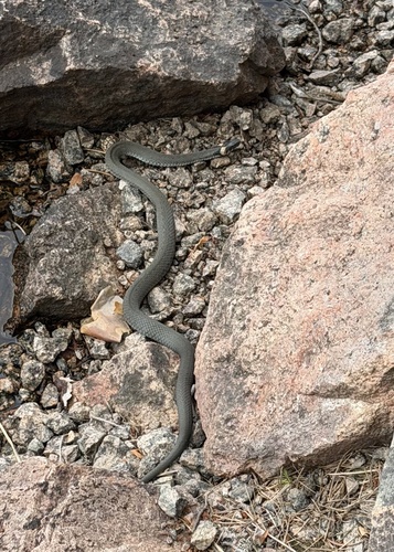 grass snake