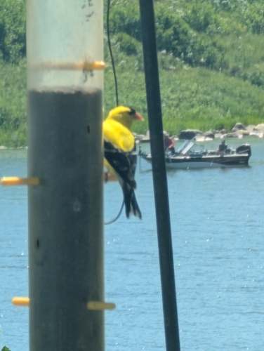 American Goldfinch