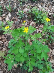 Chelidonium majus
