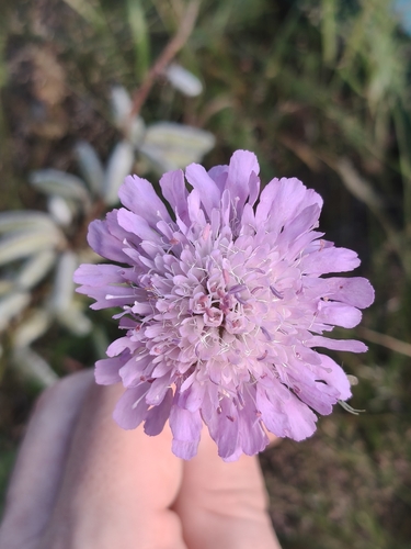 Field Scabious