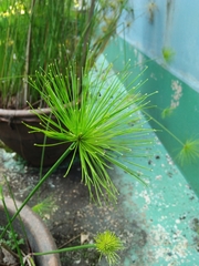 Cyperus papyrus
