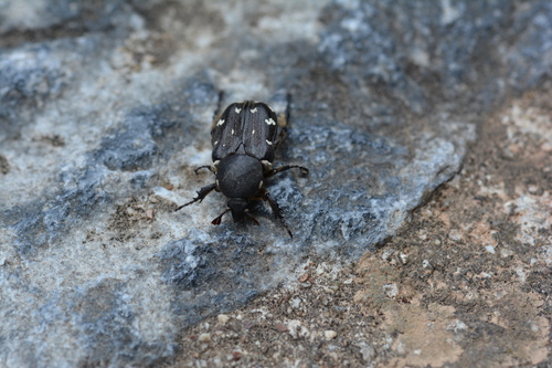 Greek Rose Chafer