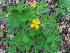 Chelidonium majus