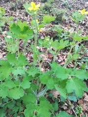 Chelidonium majus