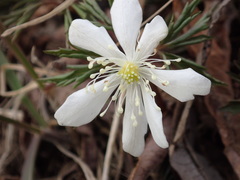 Anemonoides amurensis
