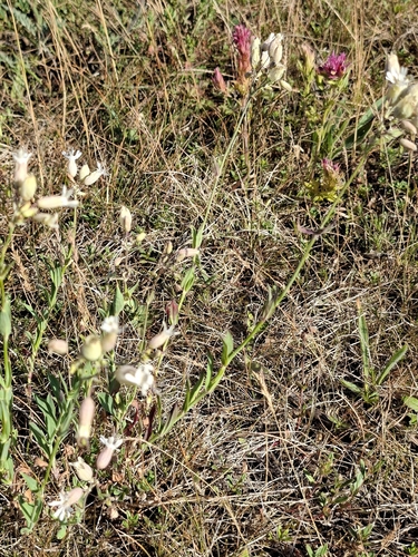 bladder campion
