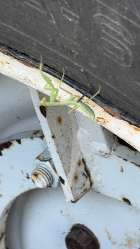 Transcaucasian Giant Mantis