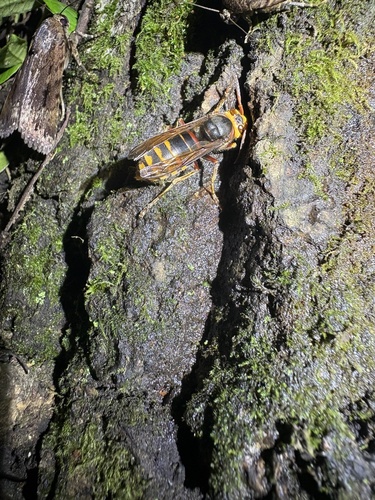 Hornet
