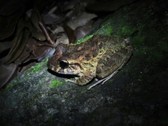 Craugastor aurilegulus