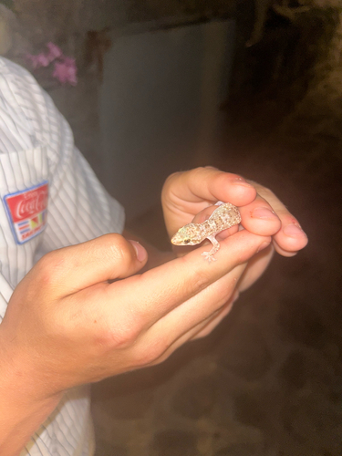 Mediterranean House Gecko