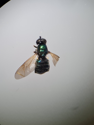 Broad Centurion Fly