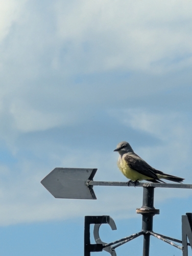 Western Kingbird