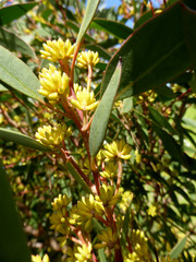 Eucalyptus ligustrina