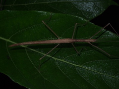 Planososibia truncata