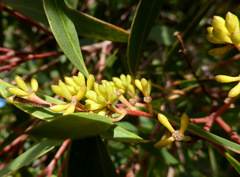 Eucalyptus ligustrina