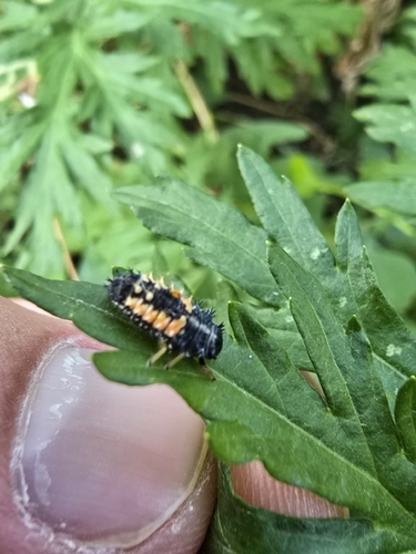 Asian Lady Beetle
