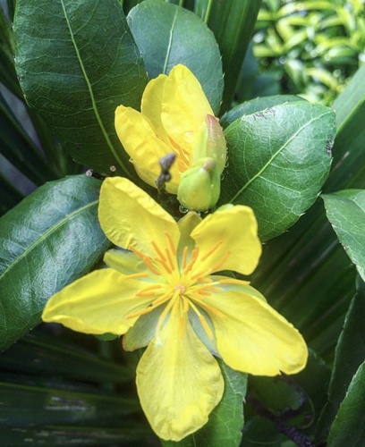 Ochna serrulata
