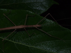Planososibia truncata