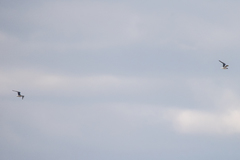 Chroicocephalus ridibundus