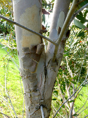 Eucalyptus ligustrina