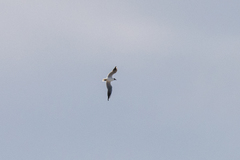 Chroicocephalus ridibundus