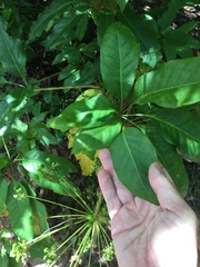Mackinlaya macrosciadea
