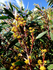 Eucalyptus ligustrina