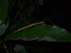 Planososibia truncata