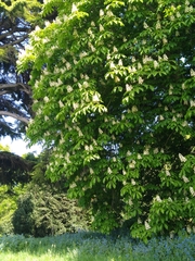 Aesculus hippocastanum