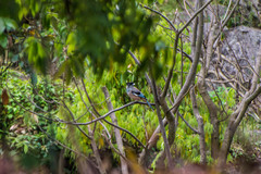 Garrulus lanceolatus