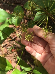 Mackinlaya macrosciadea