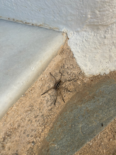 Radiated Wolf Spider
