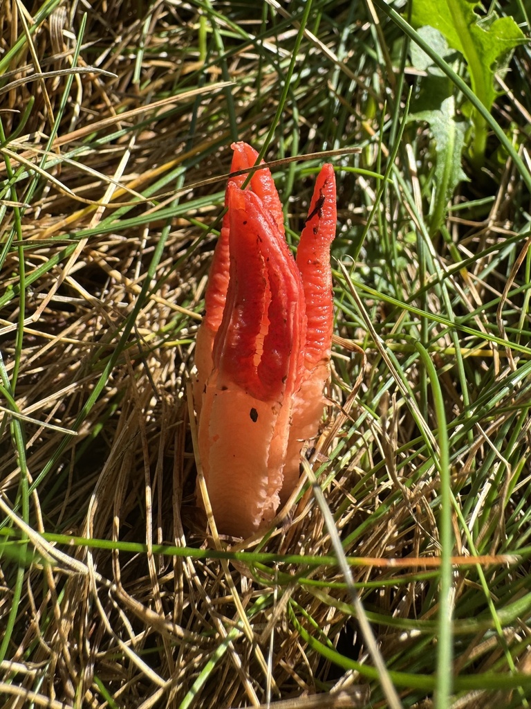lantern stinkhorn · July 2026 · photo: Photo: (c) bungelina, some rights reserved (CC BY) · iNaturalist