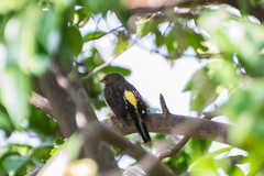 Indicator xanthonotus