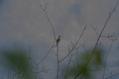 Psittacula himalayana