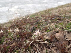 Anemonoides amurensis