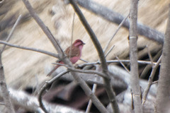 Carpodacus rodochroa