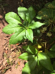 Mackinlaya macrosciadea