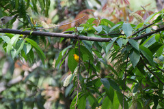 Cephalopyrus flammiceps