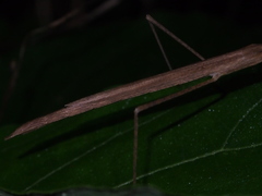 Planososibia truncata