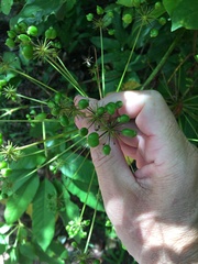Mackinlaya macrosciadea