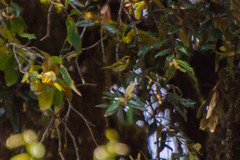 Abroscopus schisticeps