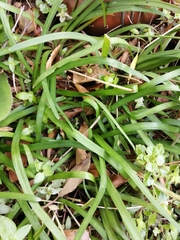Tulbaghia maritima