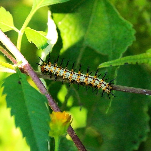 Yellow Coster