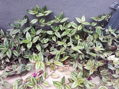 Tradescantia zebrina zebrina