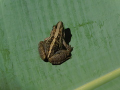 Ptychadena mossambica