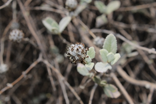 Buddleja marrubiifolia