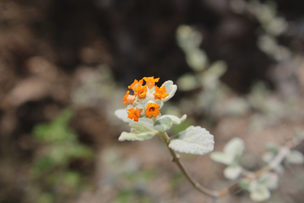 Buddleja marrubiifolia, Lerdo, Dgo., México