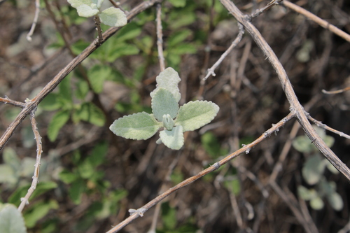 Buddleja marrubiifolia