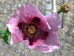Papaver somniferum setigerum